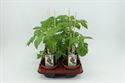 Bild von Tomaat. San Marzano tomaat